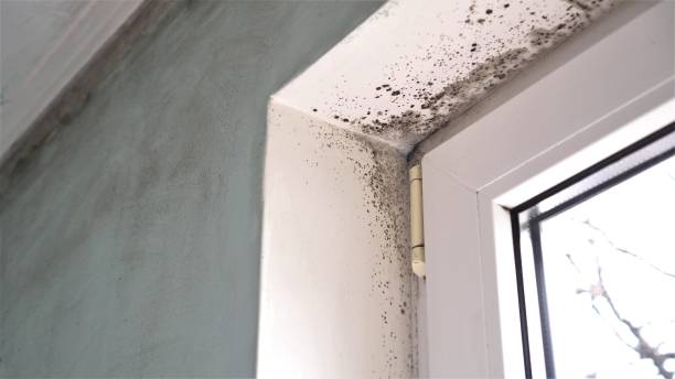 Professional Mold Inspection, Removal & Remediation in Lake Wynonah, PA